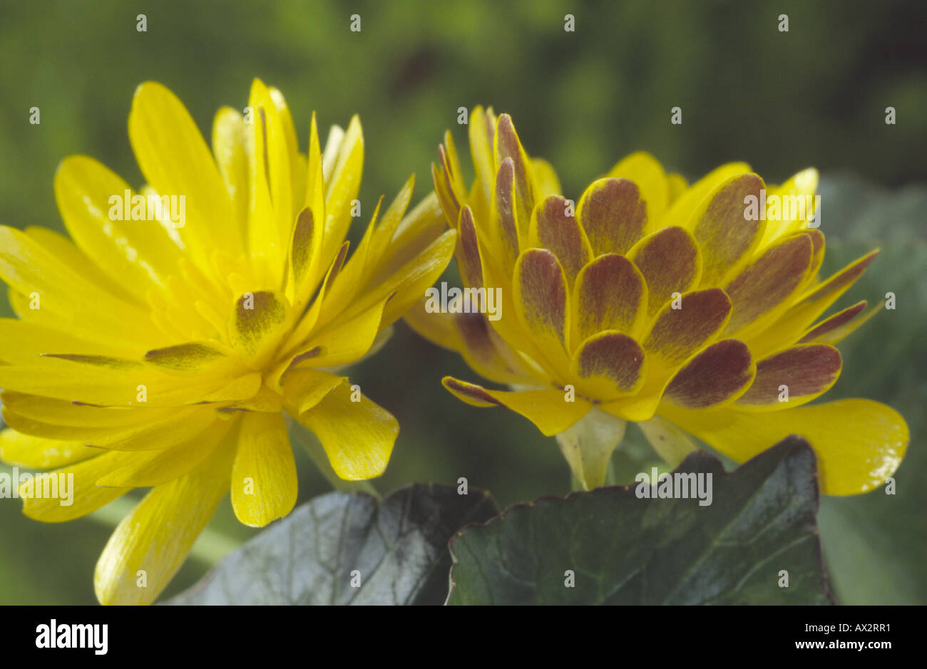 Ranunculus ficaria 'Double Bronze' (Lesser celandine. Pilewort) Close ...