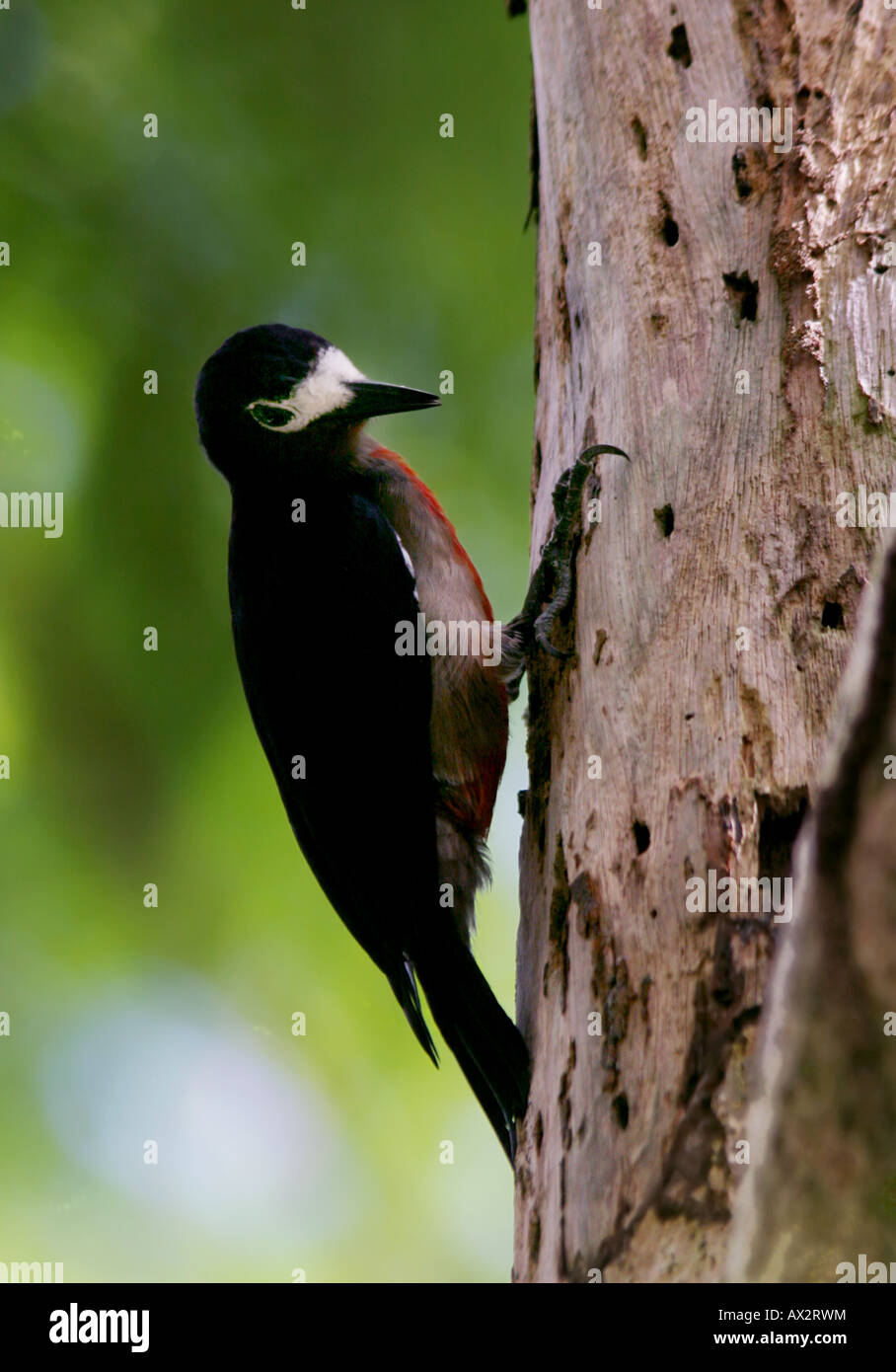 puerto rican woodpecker El Yunque rain forest Stock Photo