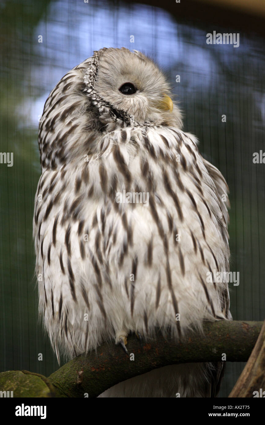 Ural owl in captivity latin Strix Uralensis Stock Photo Alamy