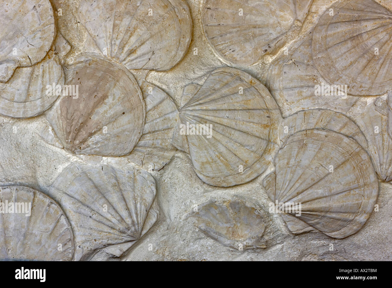 Fossil Scallops Southern France bivalve mollusks genus Pecten
