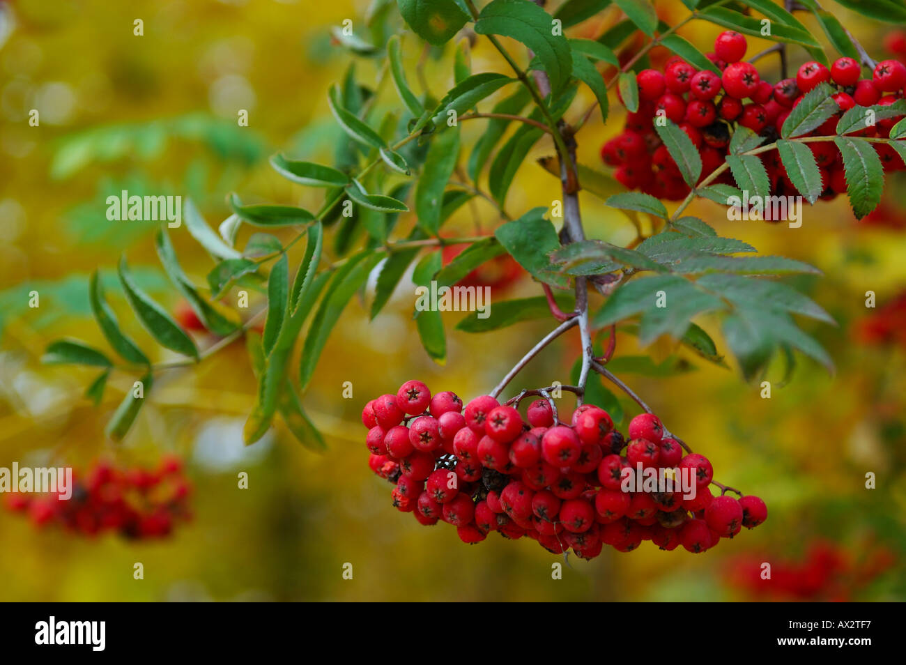Red mountain ash tree berries in the Fall Toronto Stock Photo