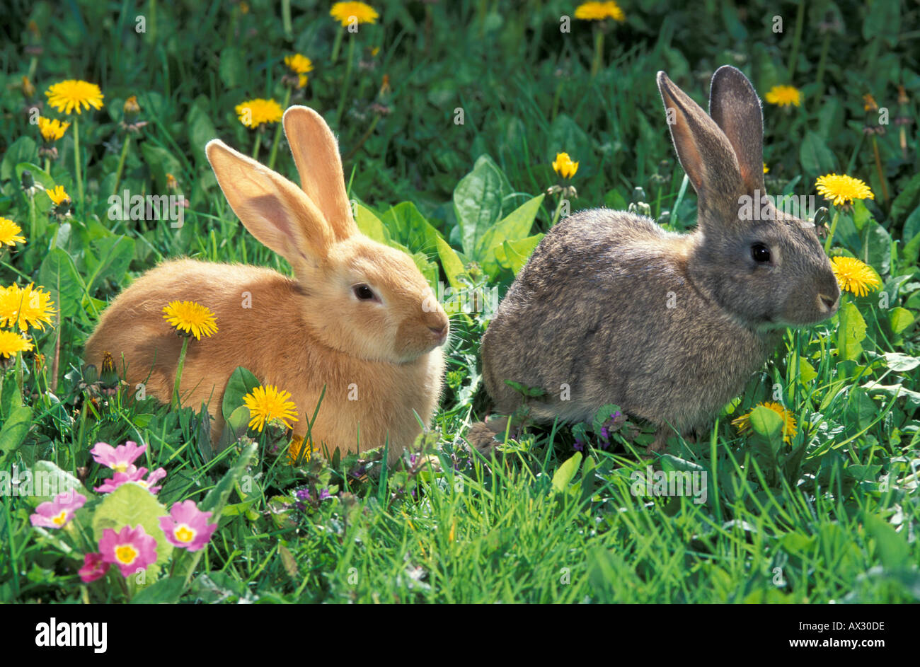 MAMMAL RABBIT Domestic Stock Photo - Alamy
