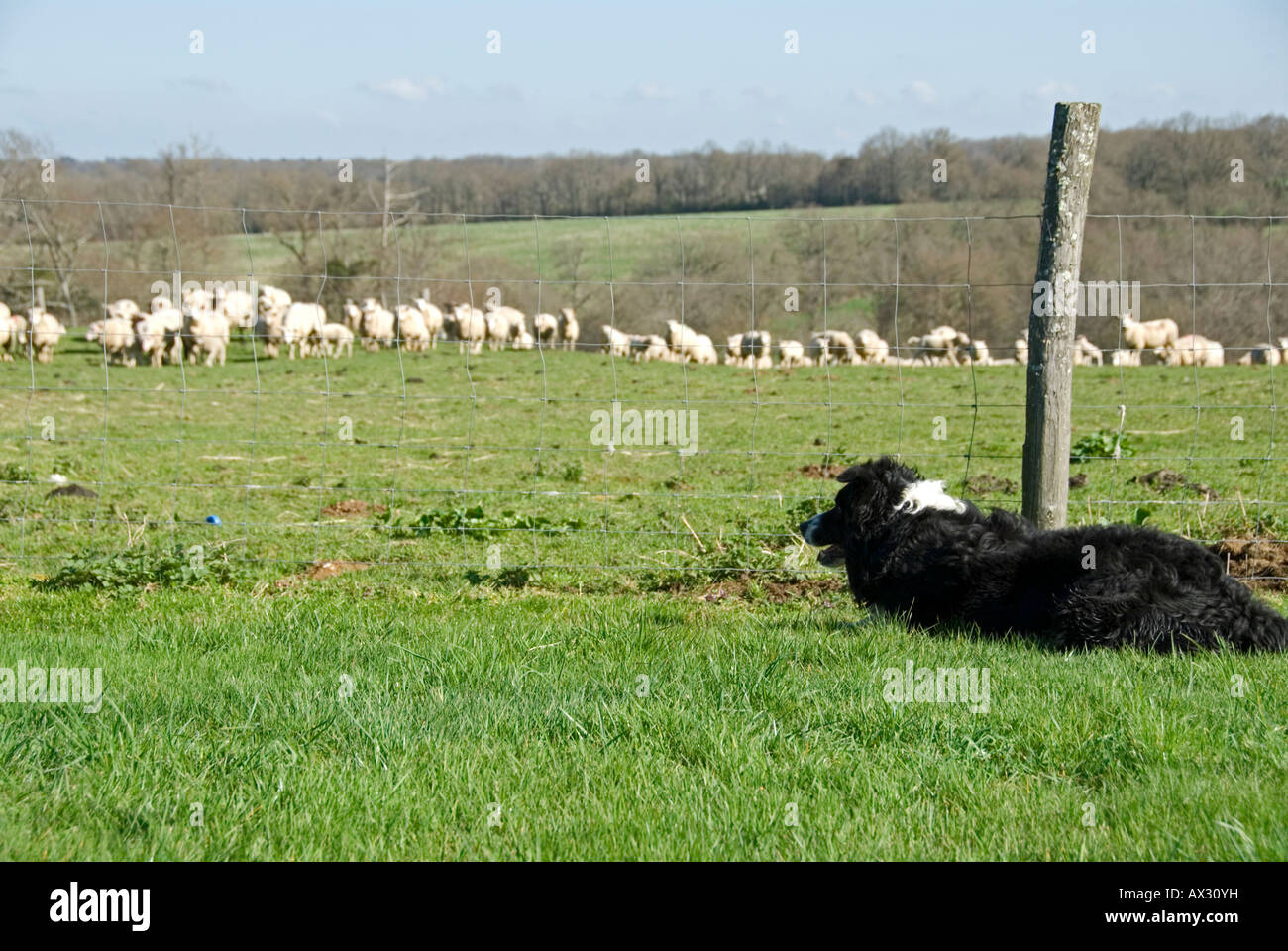 Stock photo of a black and white border collie dog watching a flock of sheep The photo was taken in the Limousin region of Fran Stock Photo