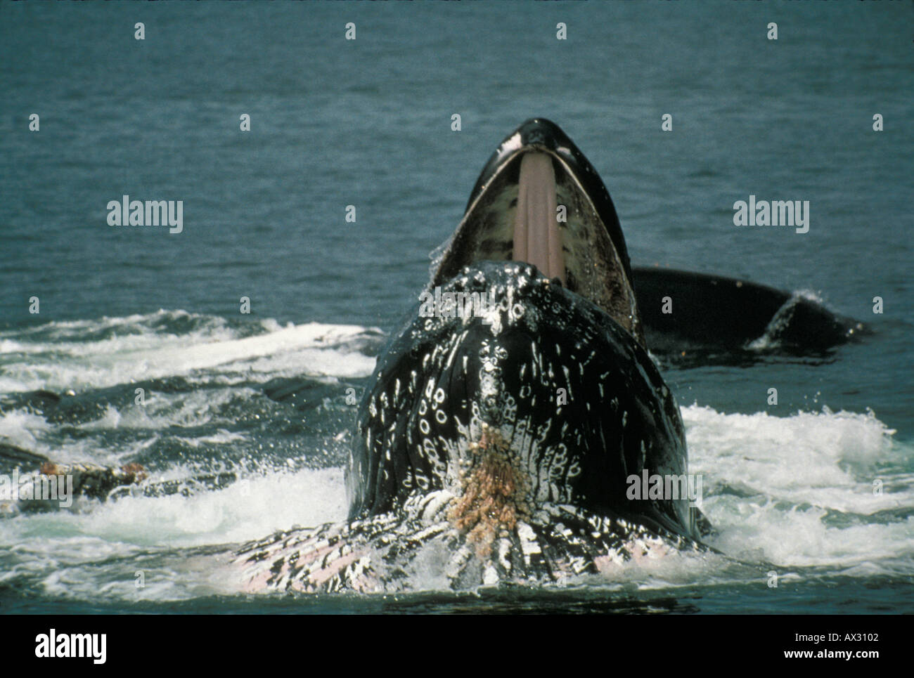 Humpback whale bubble hi-res stock photography and images - Alamy