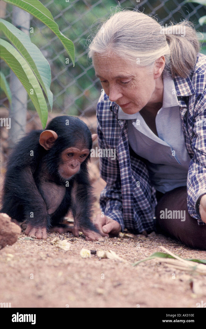 Jane goodall hi-res stock photography and images - Alamy