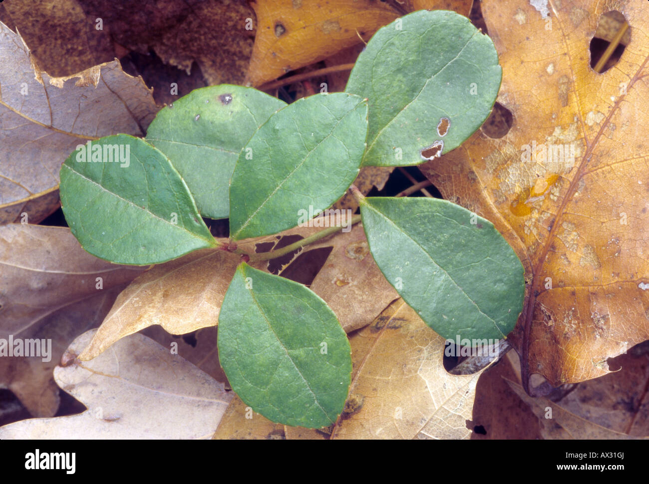 Wintergreen, Checkerberry, Gaultheria procumbens Stock Photo