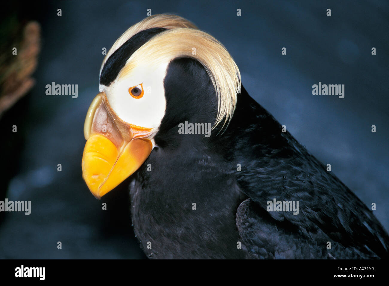 Macareux hupp Tufted puffin Lunda cirrhata Alaska USA Alaska Alone America Beak Beaks Bicolor Bicolored Bird Birds Black and whi Stock Photo