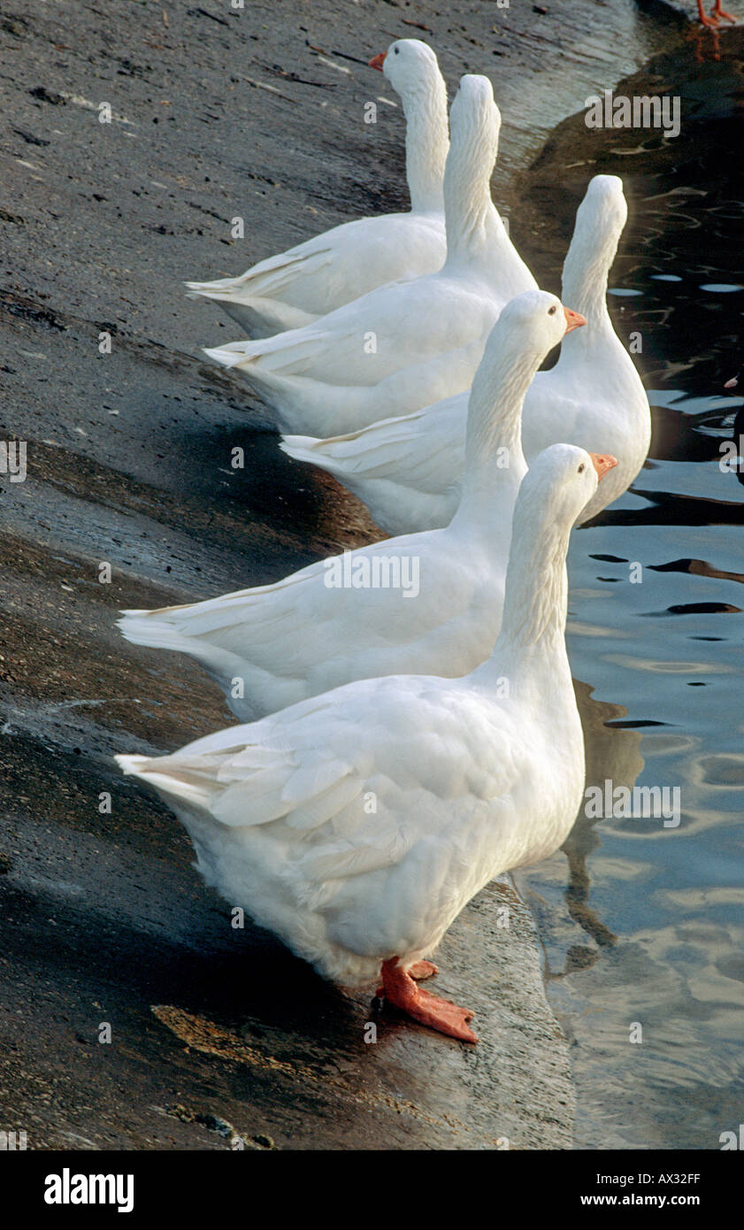 Flock geese lined up Teamwork looking Stock Photo Alamy