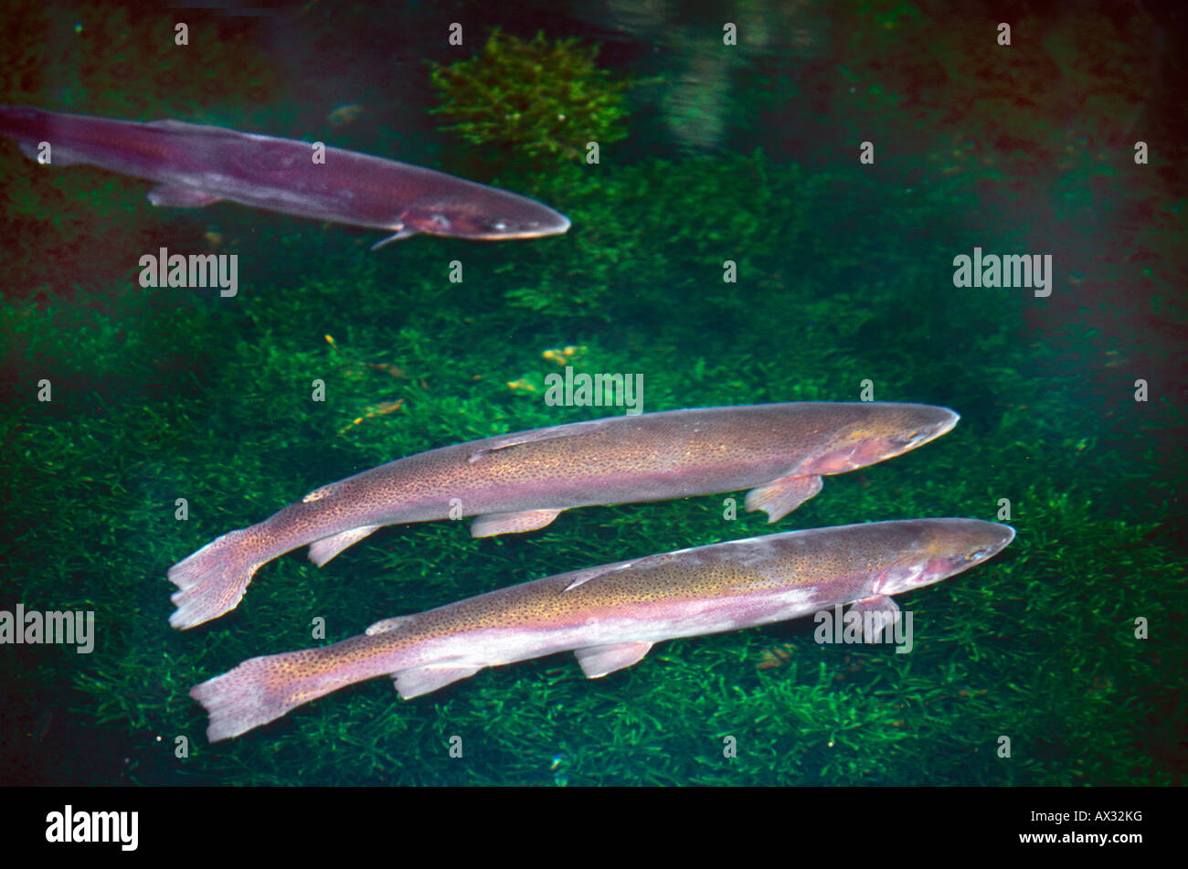 Truite arc en ciel salmo gairdneri hires stock photography and images Alamy