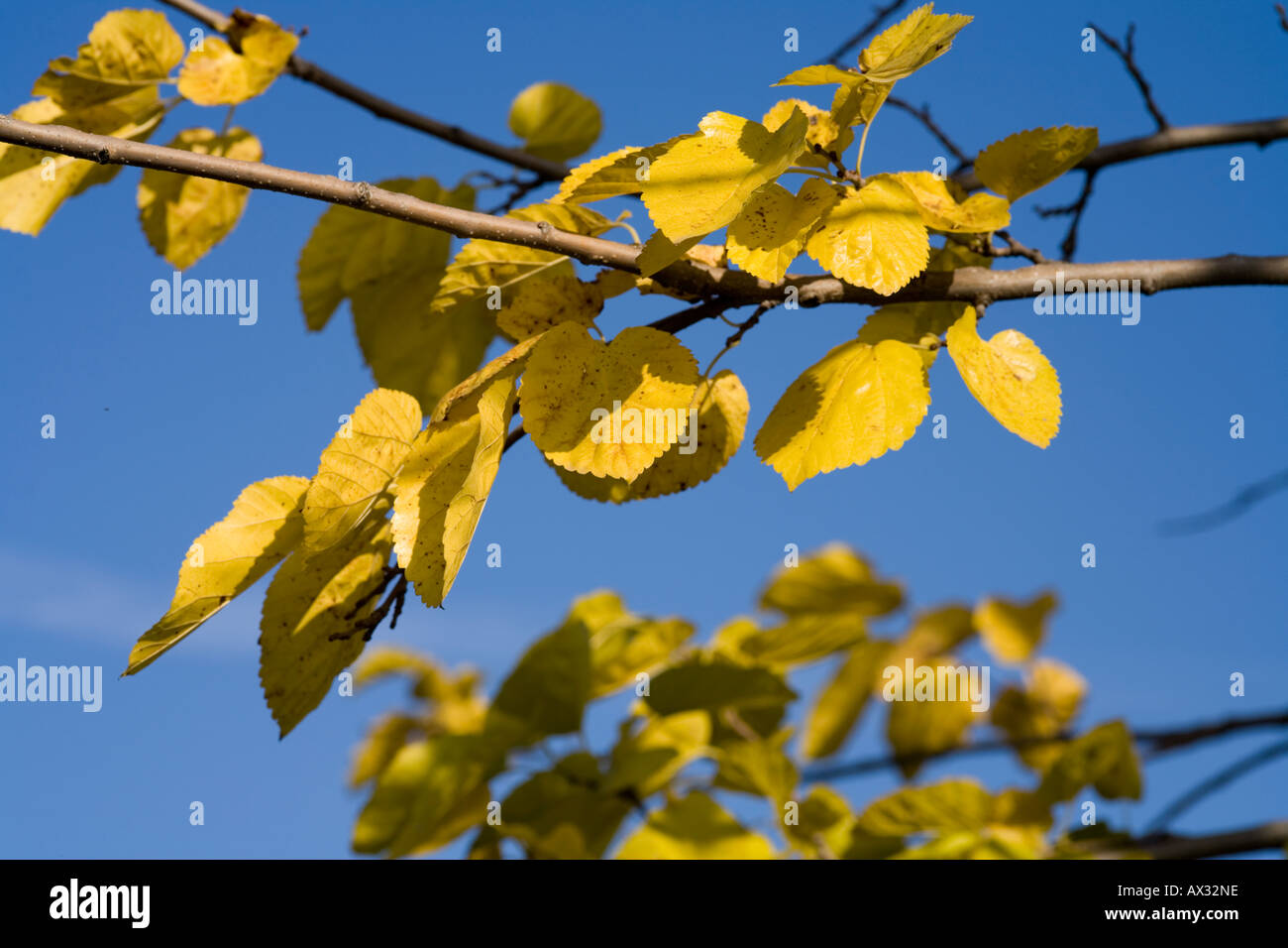 Linden tree with yellow leaves hi-res stock photography and images - Alamy
