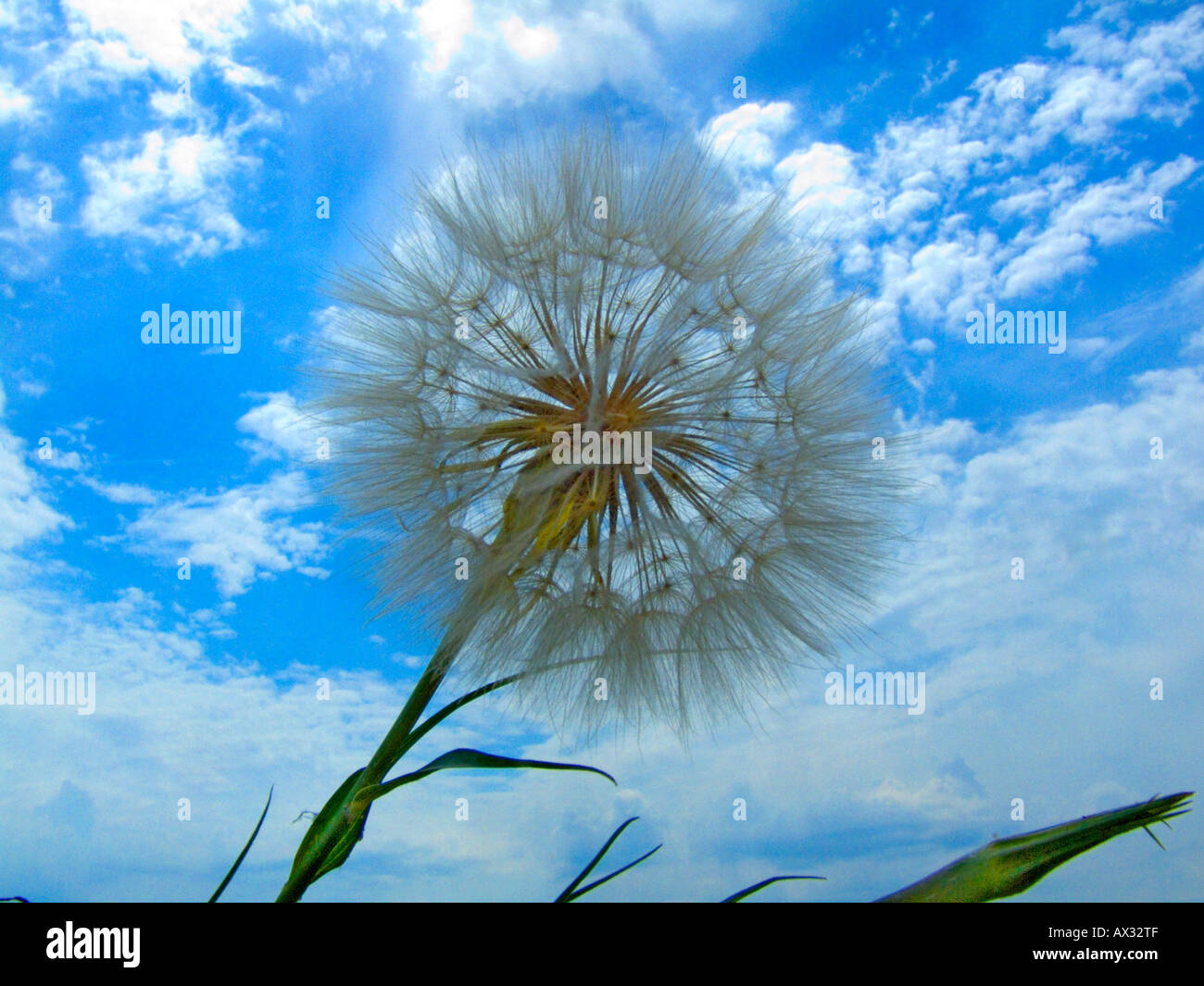 seed head of Goat's-beard. Rare in Britain, common on the continent. Stock Photo