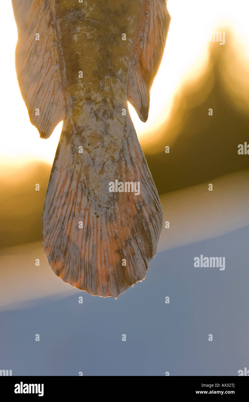 THE FINS AND TAIL OF AN EELPOUT IN MORNING LIGHT LEECH LAKE MINNESOTA Stock Photo