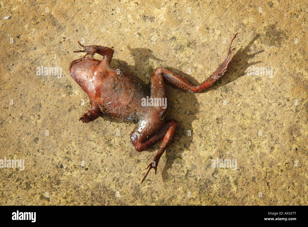 A DEAD BRITISH FROG LYING ON A PATIO SLAB IN STRONG SUNLIGHT.UK Stock Photo