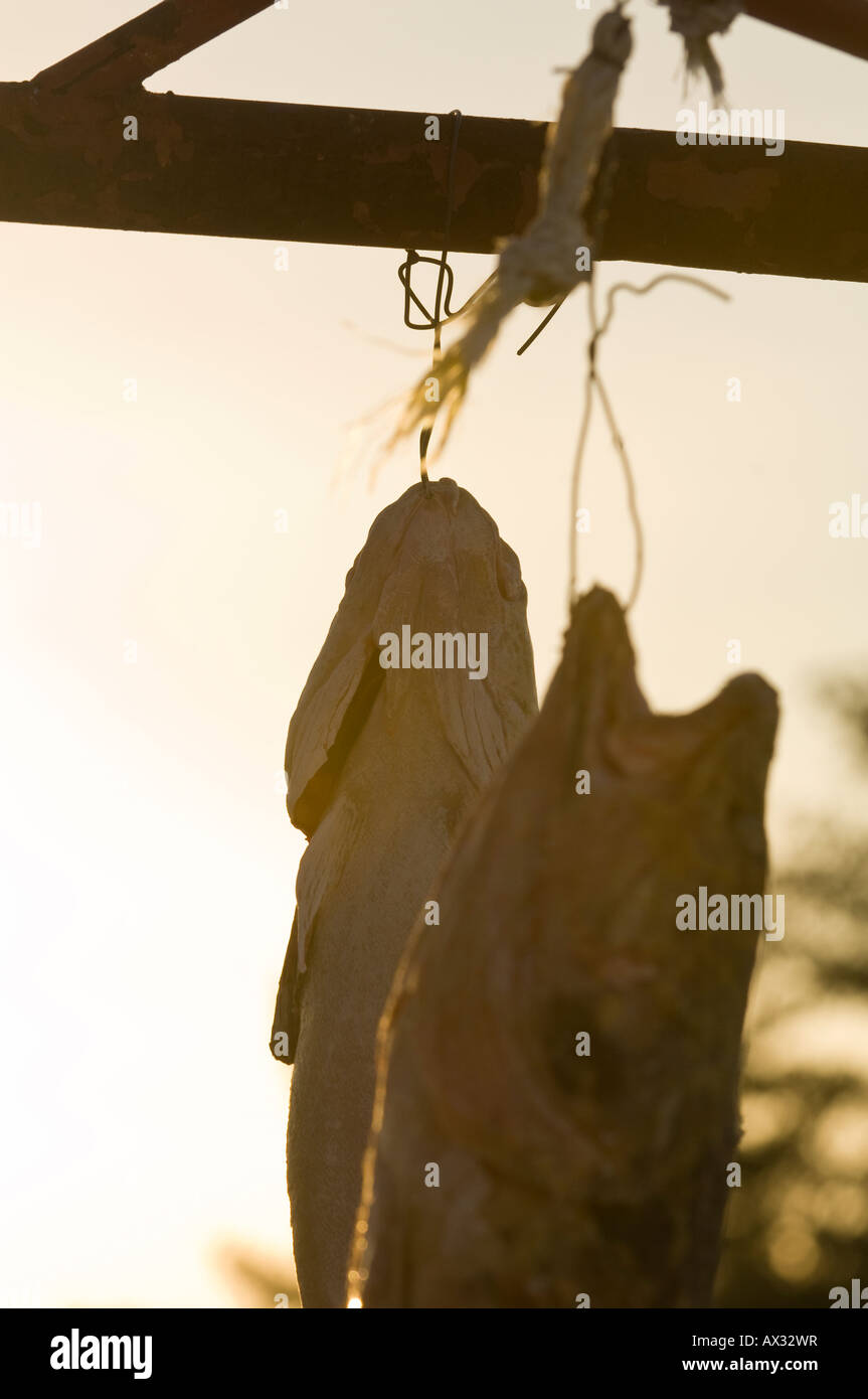 EELPOUT HANG FROM A RACK IN MORNING LIGHT LEECH LAKE MINNESOTA Stock Photo