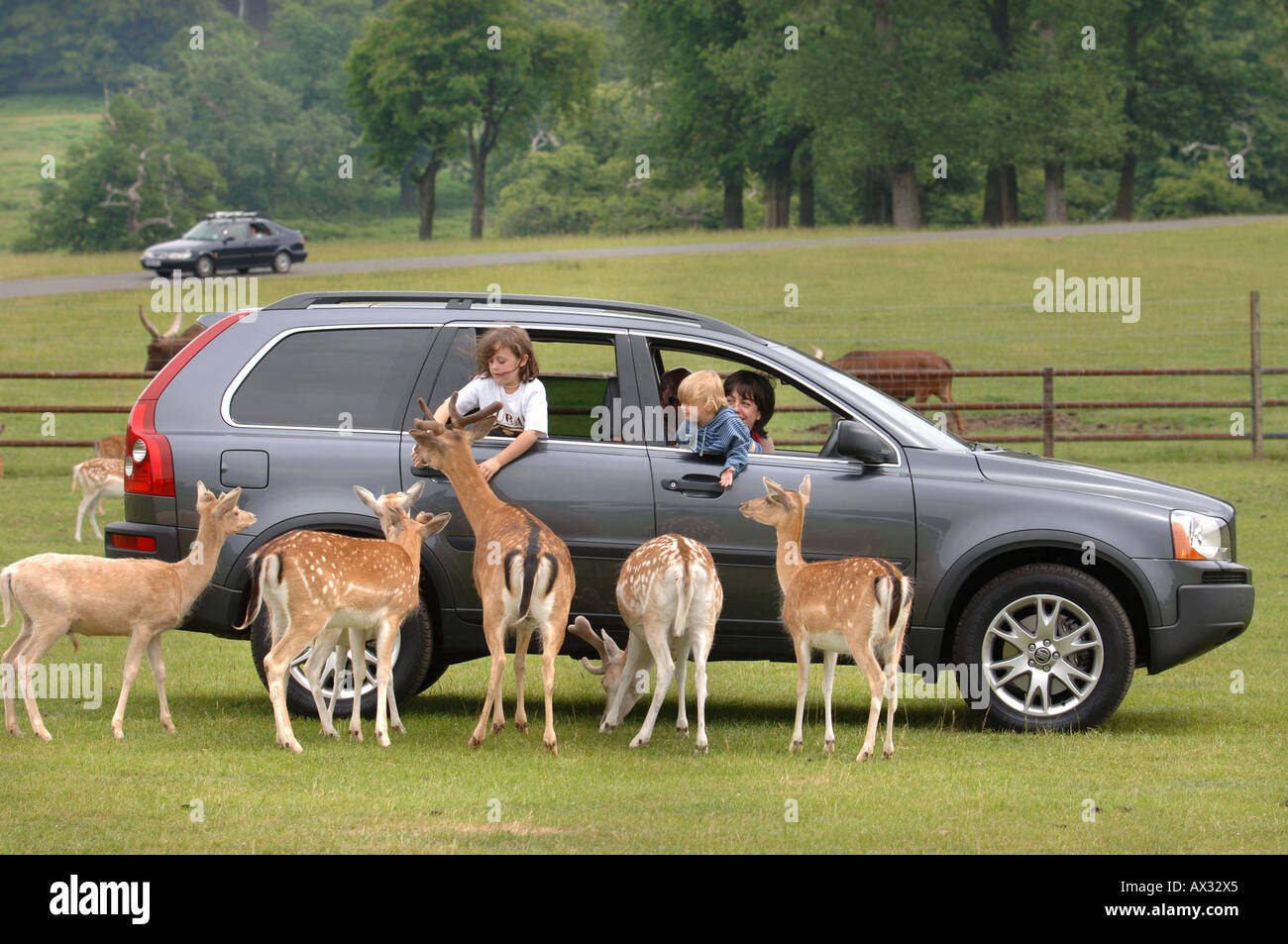 A FAMILY FEEDING THE FALLOW DEER AT LONGLEAT SAFARI PARK NEAR