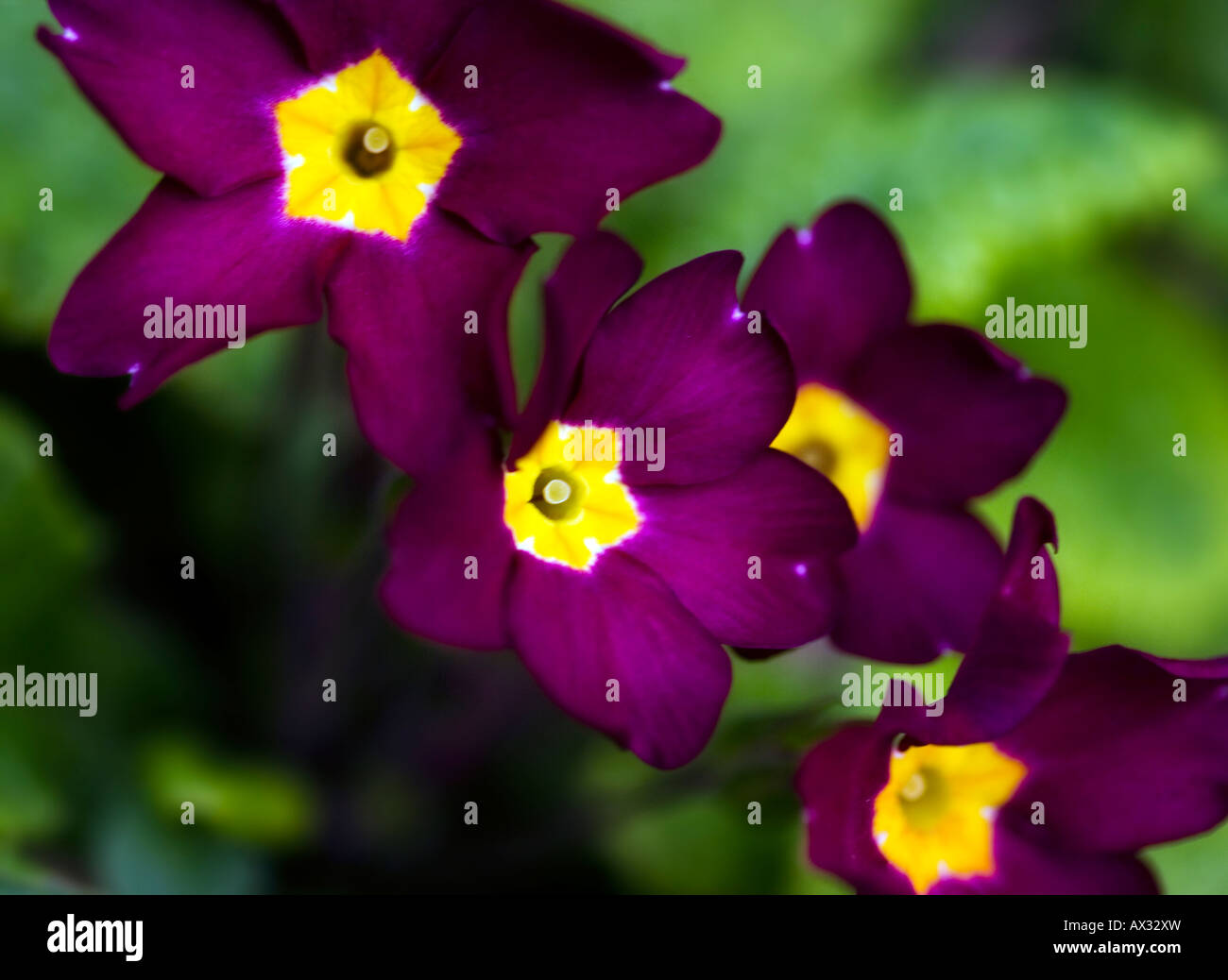 Purple primroses close up in spring. Stock Photo