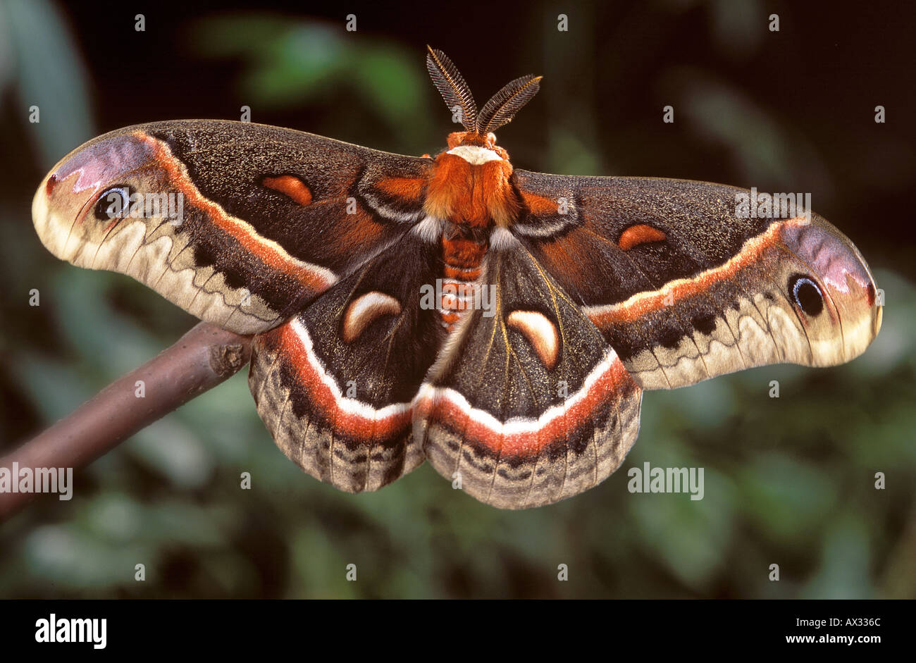 Hyalophora cecropia moth insect Stock Photo