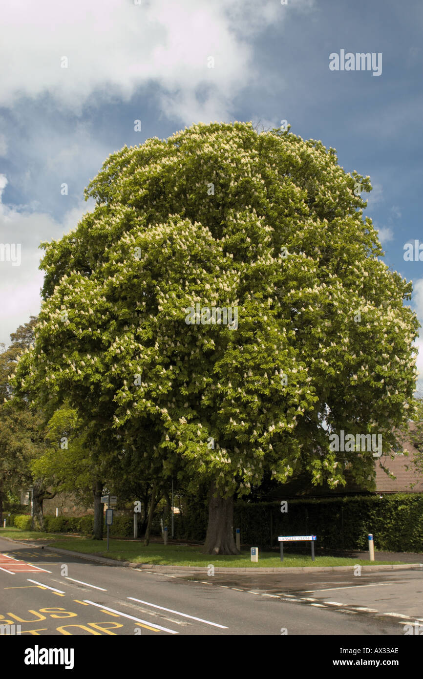 Magnificent Horse Chestnut tree Aesculus hippocastanum in spring bloom Stock Photo Alamy