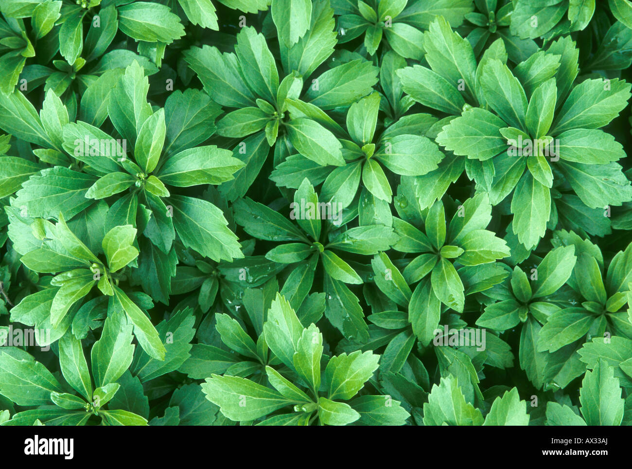 Japanese Spurge 48 Plants Pachysandra Hardy Groundcover 3/4
