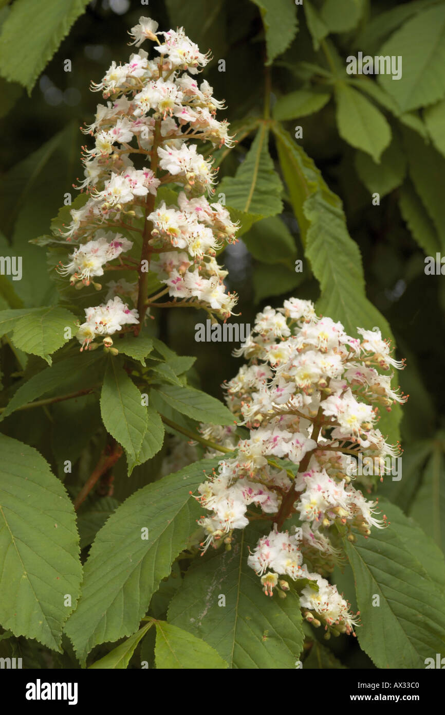 Flowers of the Horse Chestnut Aesculus hippocastanum tree in spring Stock Photo