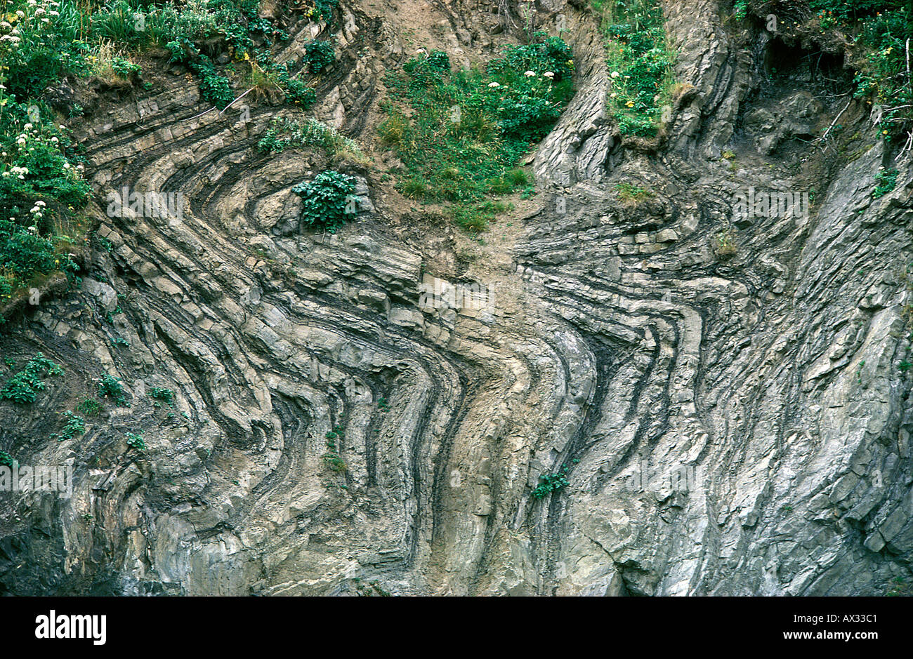 Severely Folded Limestone Shale Longbeach Washington geology stratification Stock Photo