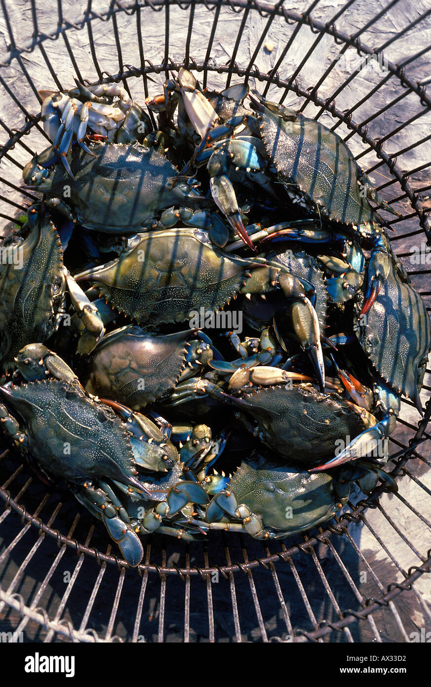 Blue Crab Harvest Callinectes sapidus New Jersey Shore Stock Photo