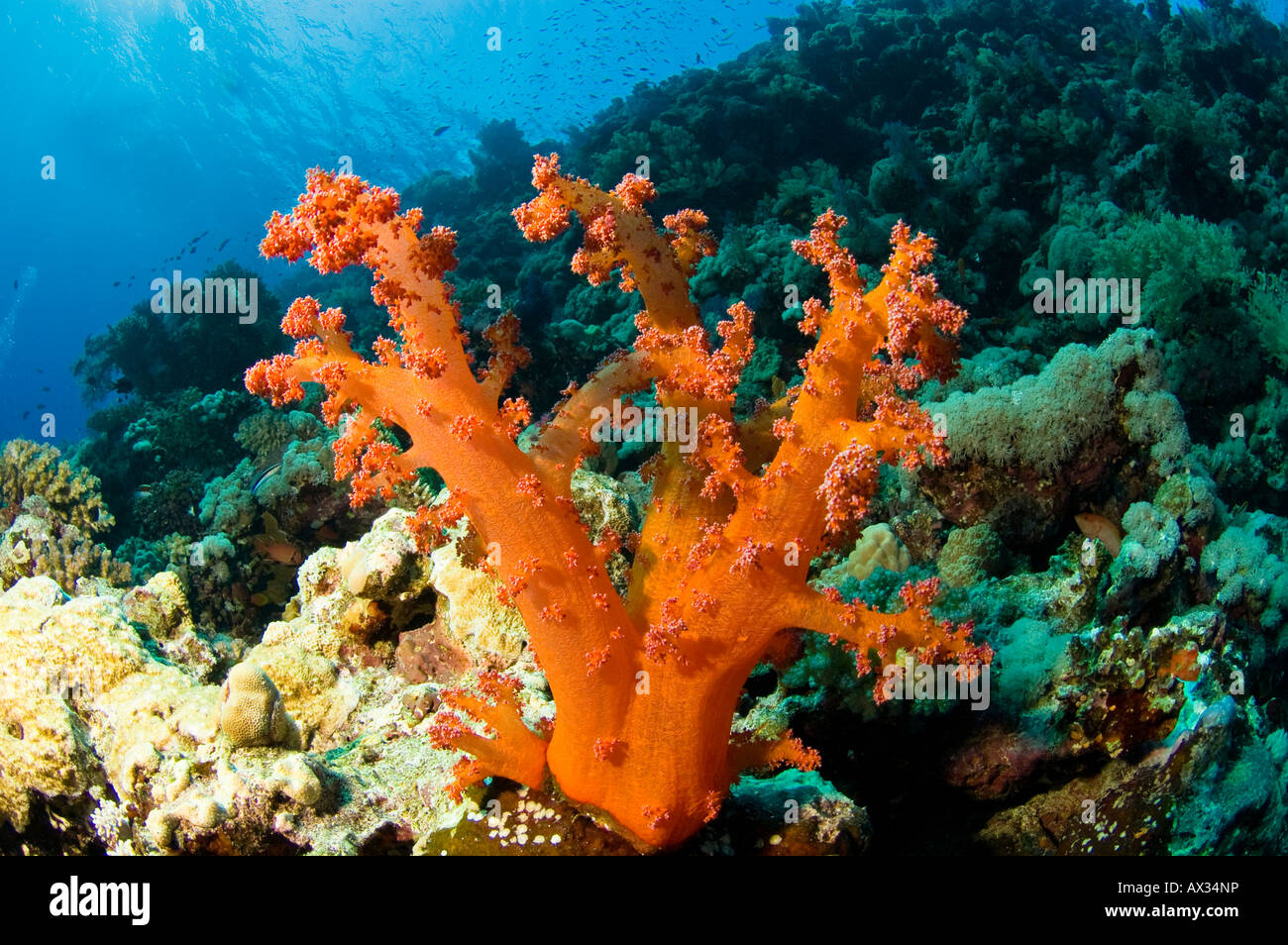Orange brocoli coral Stock Photo