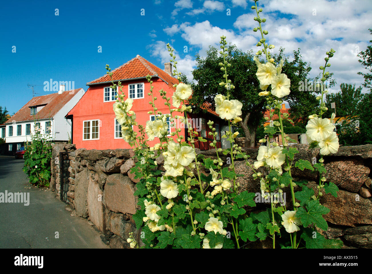 Blooming Roadside Hollyhocks Althaea rosea Svaneke Bornholm Island Denmark Baltic Sea Europe Stock Photo
