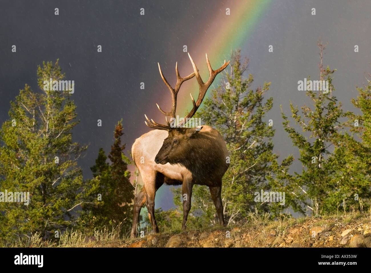 A male Elk in oncoming snowstorm during the rut in jasper alberta ...
