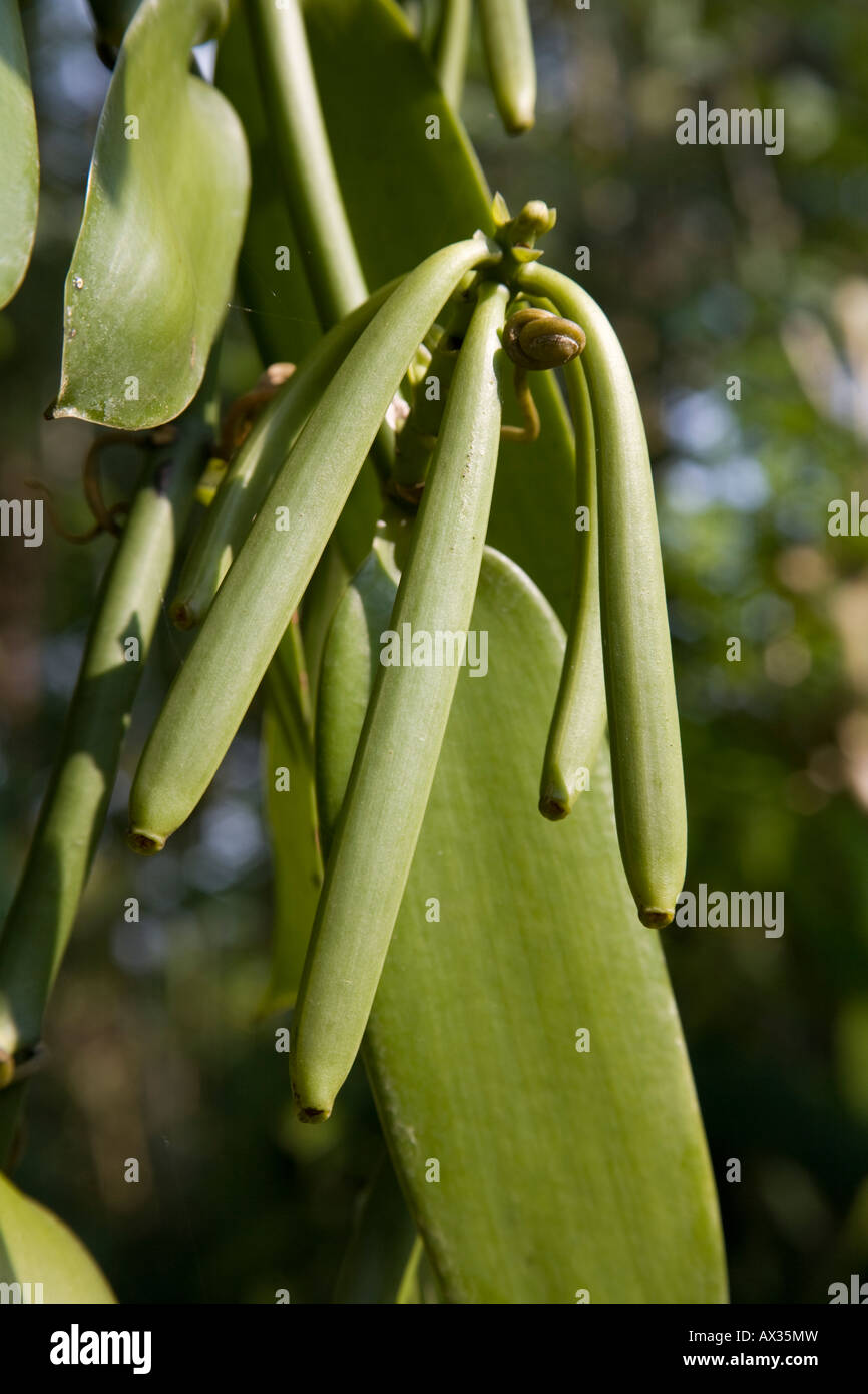 Vanilla plant growing in a plantation, Kumily, Kerala, India Stock