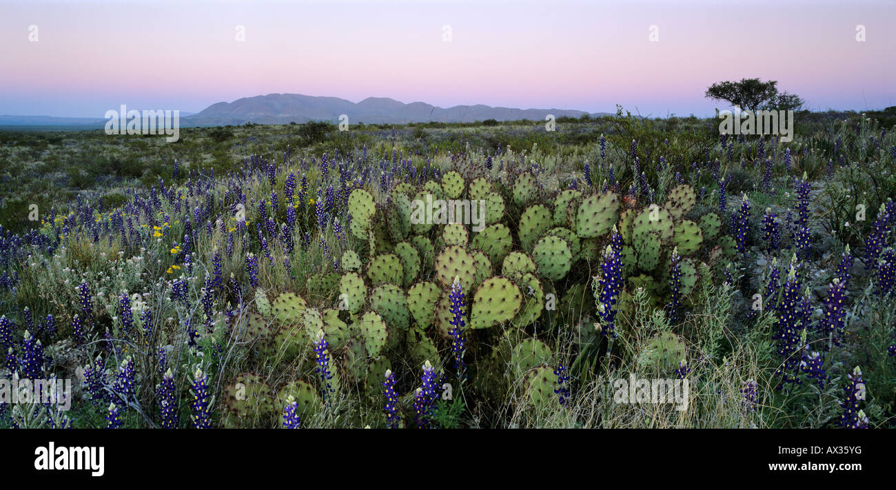 Desert in bloom with Big Bend and Prickly pear cactus Big