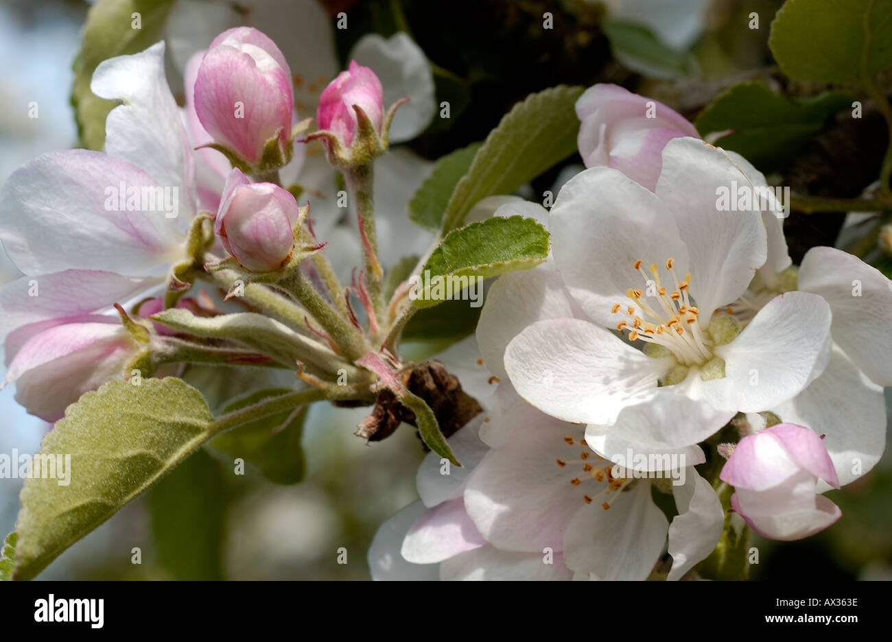 English orchard blossom hi-res stock photography and images - Alamy