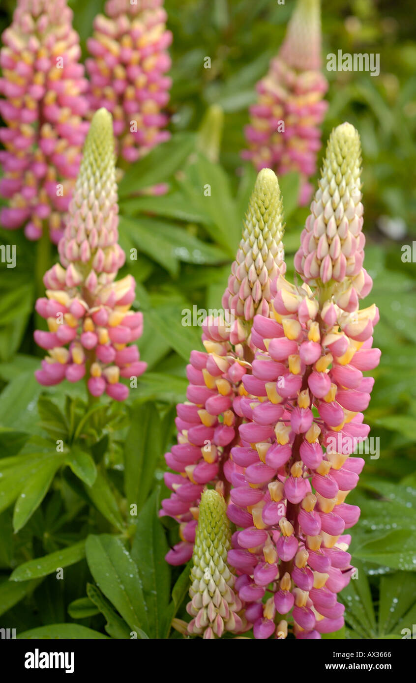 lupin plants in flower summer garden england uk stock photo: 1717861