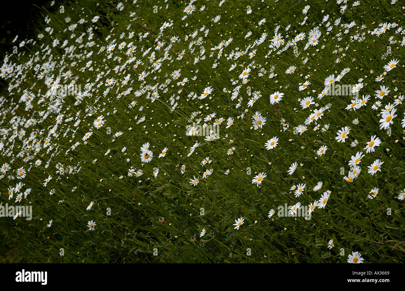 Meadow flower insects hi-res stock photography and images - Alamy