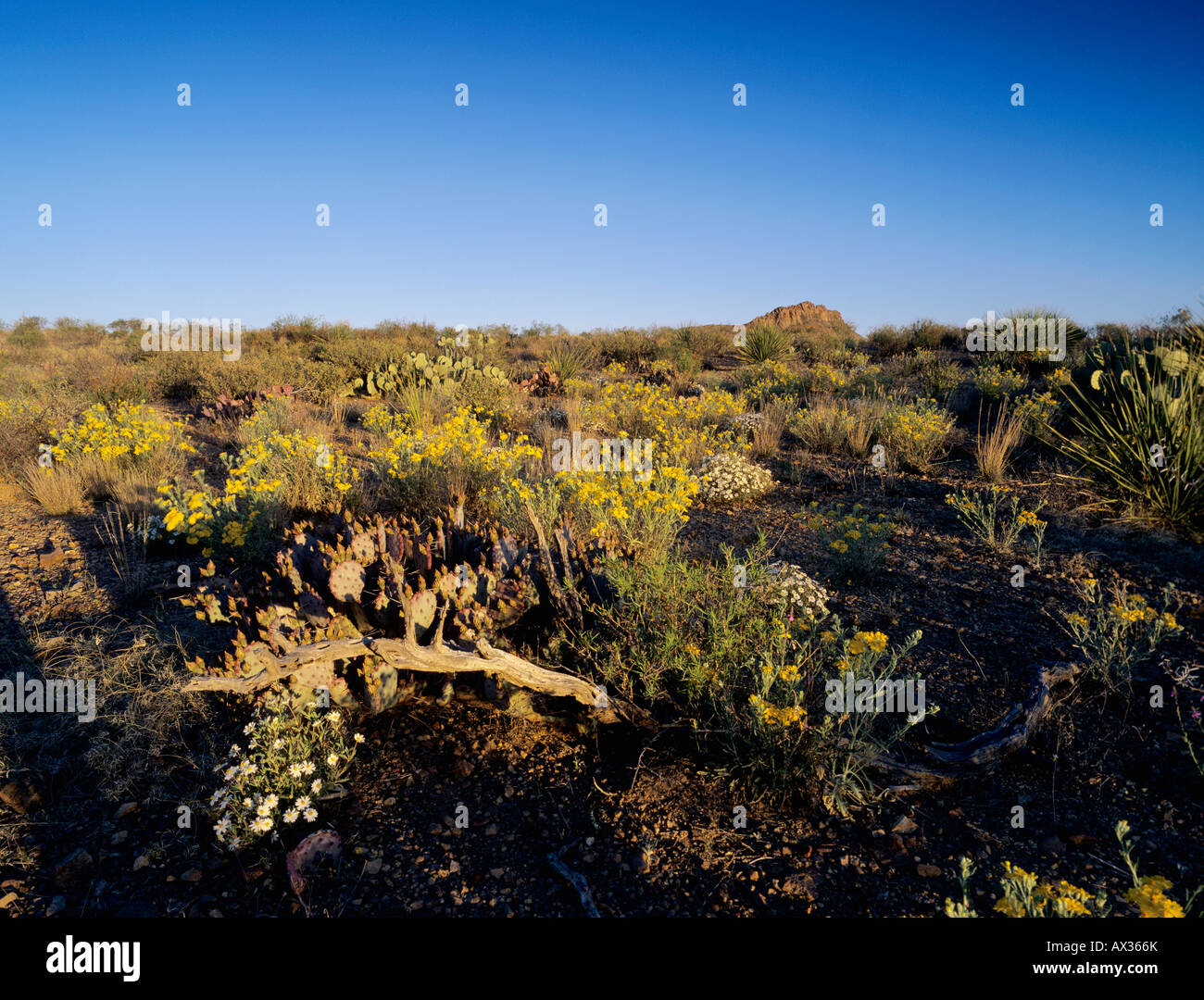 Desert in bloom with Paper Flower Plains Black foot Big Bend National Park Texas USA Stock Photo