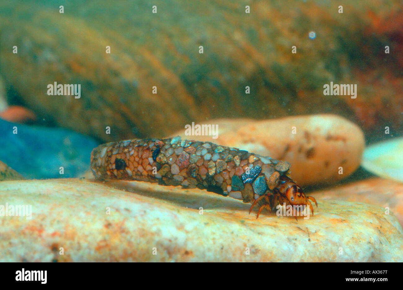 Caddis Fly, Family Limnephilidae. Larva in this larval case Stock Photo Alamy