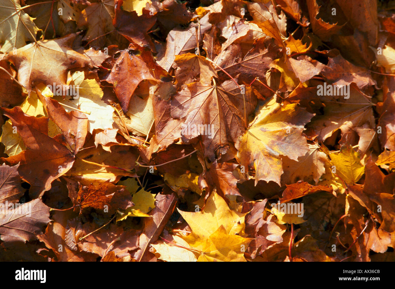 Mass of fallen leaves hi-res stock photography and images - Alamy