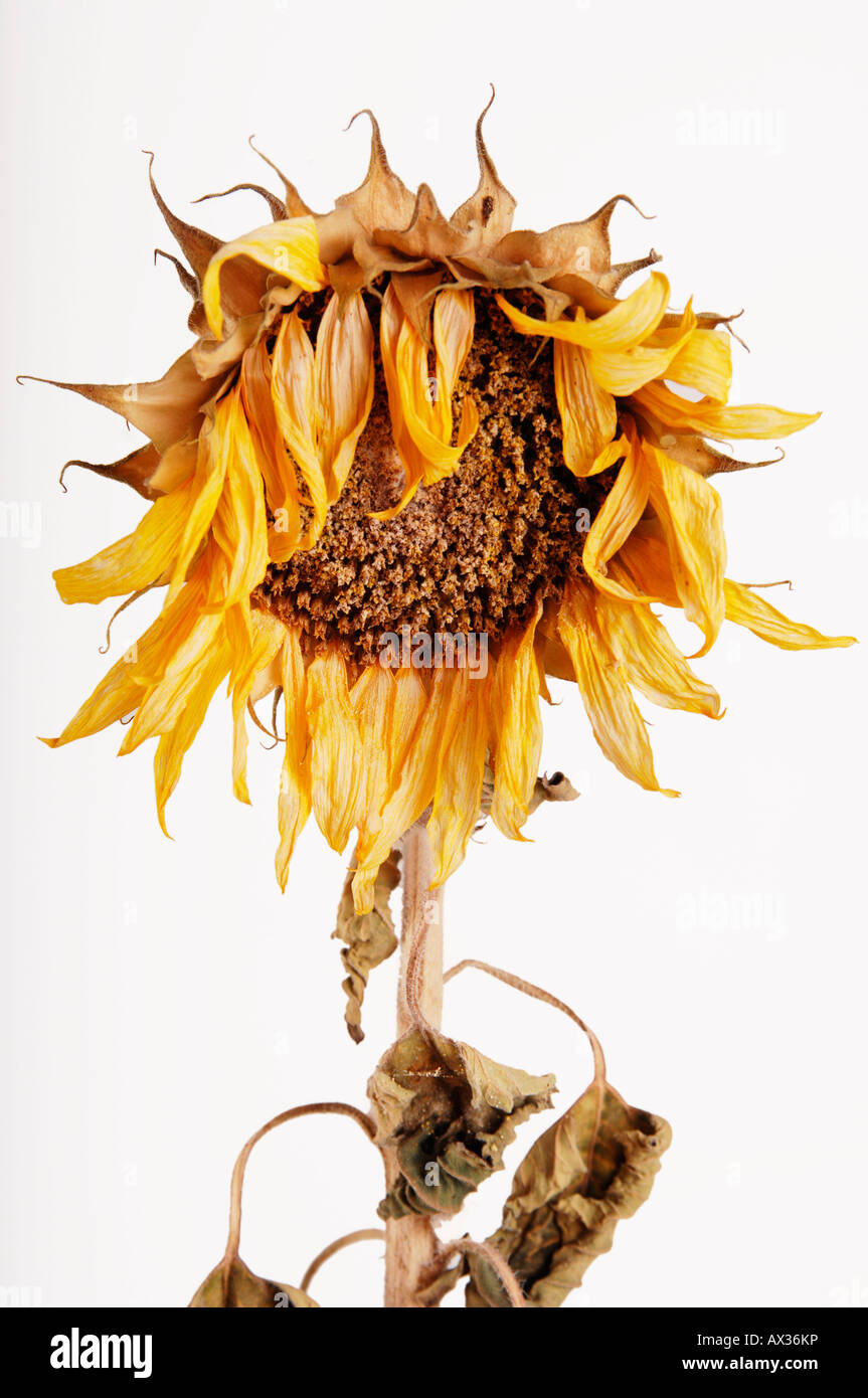 Wilted sunflower Helianthus annuus Stock Photo Alamy