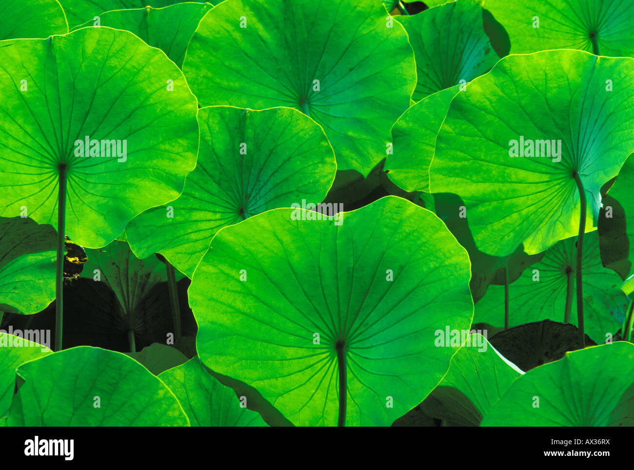 Backlit Leaves of Water Lotus Stock Photo Alamy