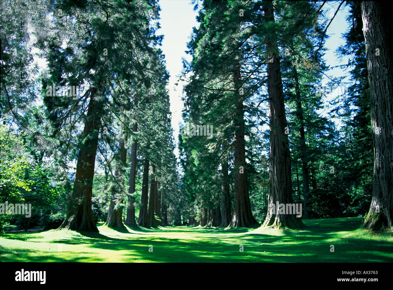 Sequoia Avenue at Benmore Botanic Garden Scotland Stock Photo