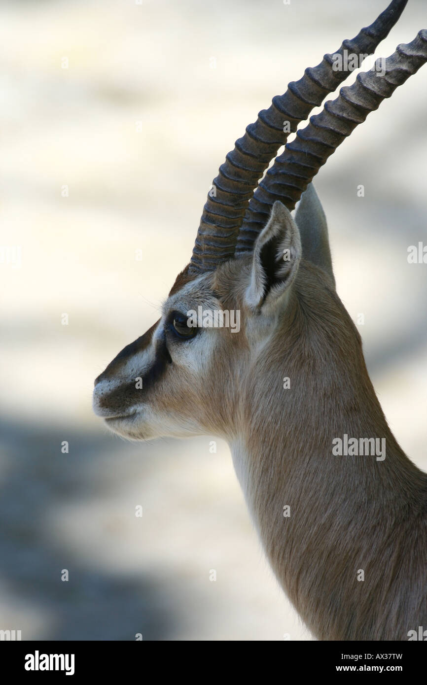 Thomson gazelle head hi-res stock photography and images - Alamy