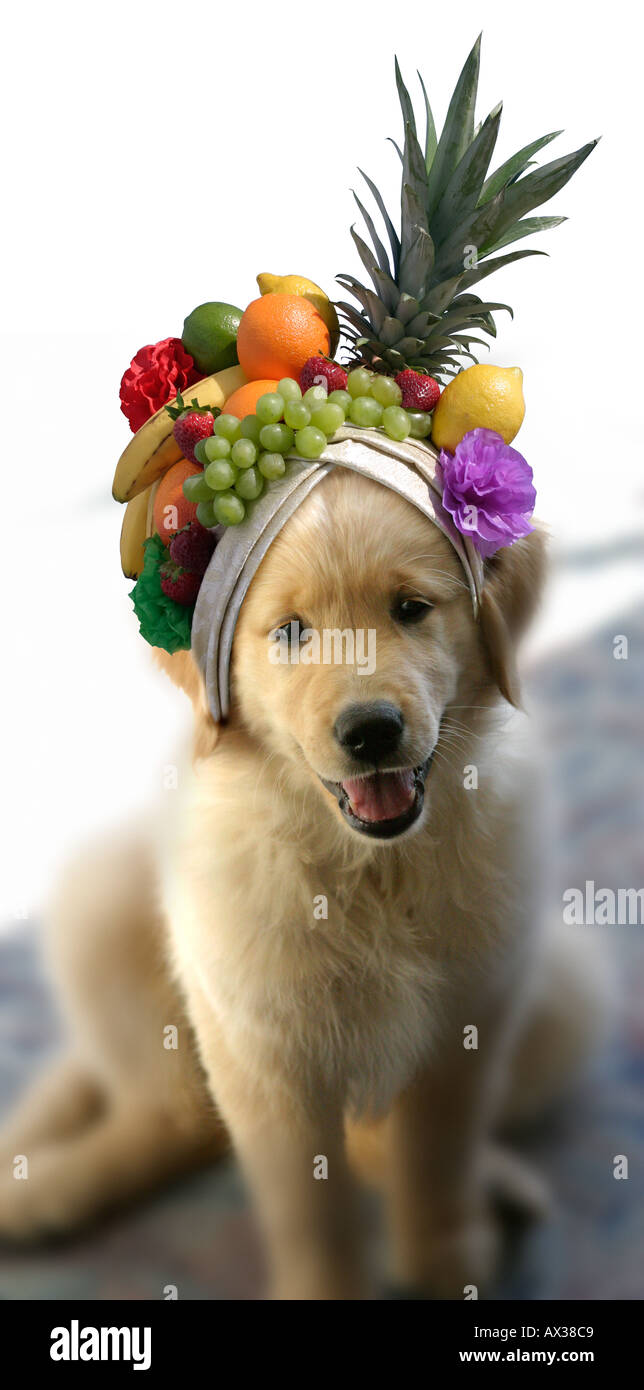 Carmen Miranda Puppy Stock Photo
