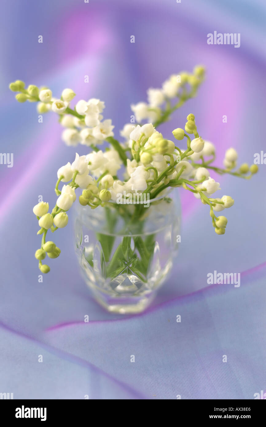 Lilly of the Valley in Vase Stock Photo - Alamy