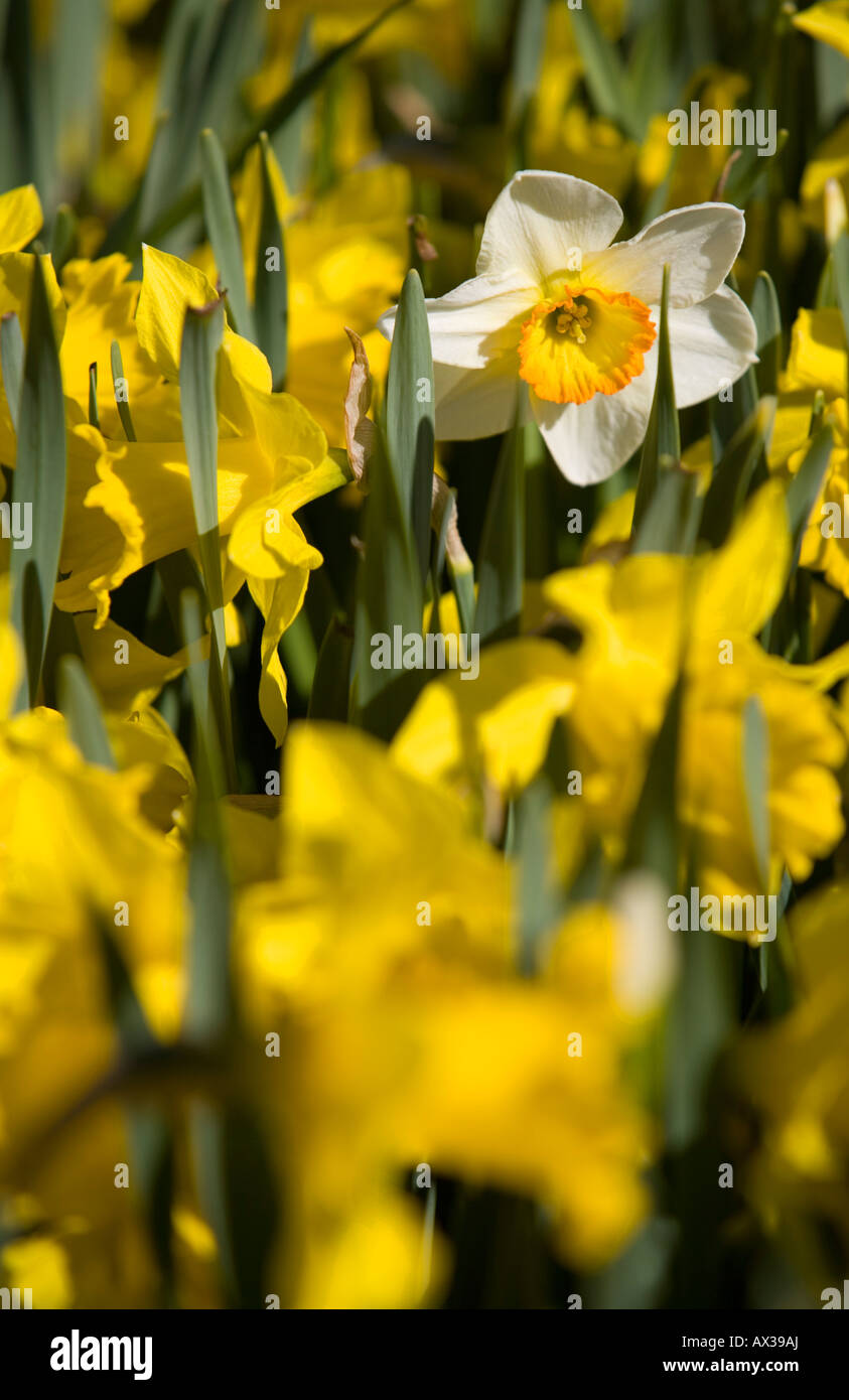 Single white narcissus flower blooming amongst yellow ones Stock Photo