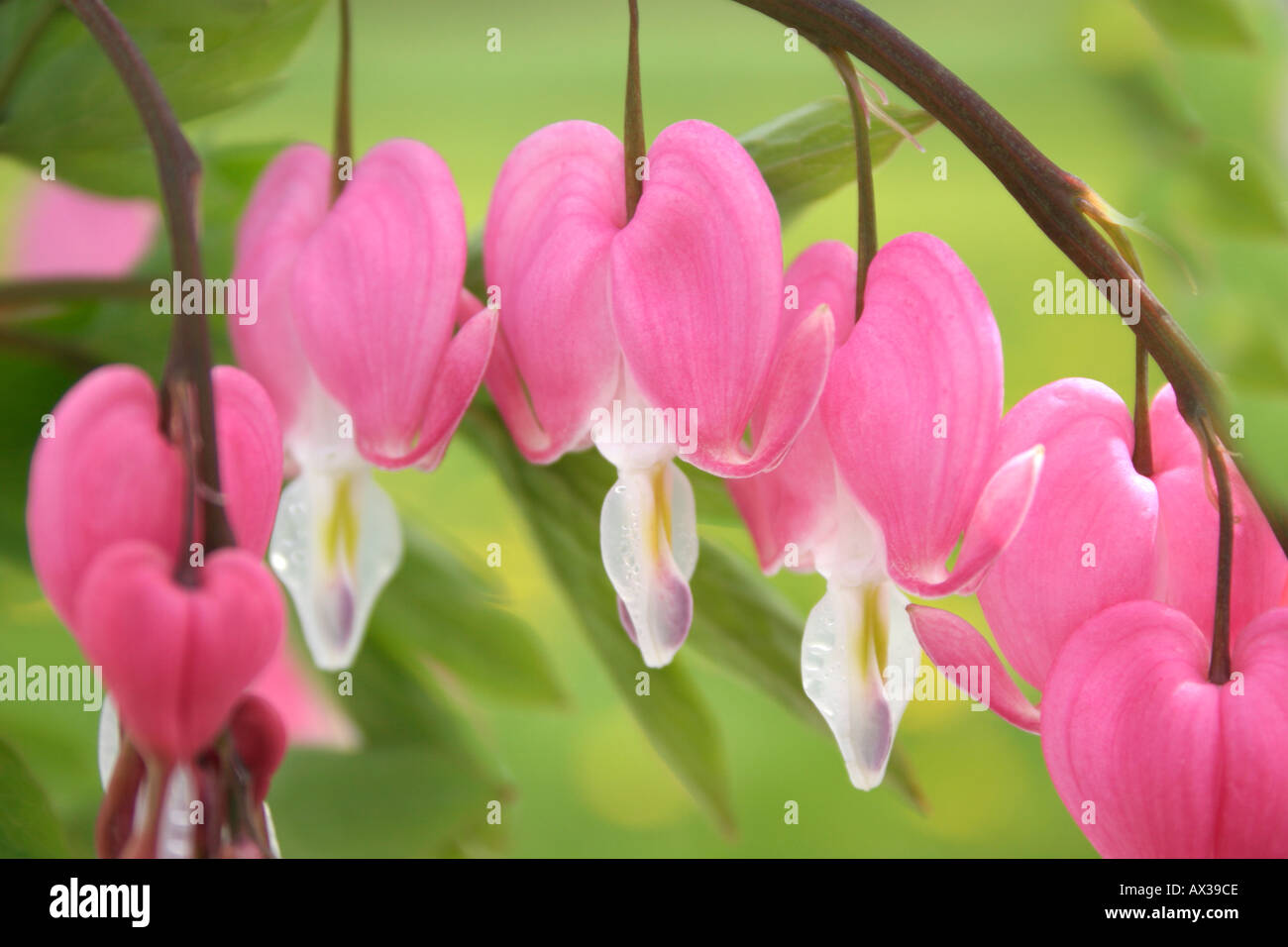 Red Bleeding Hearts in Vase Stock Photo - Alamy