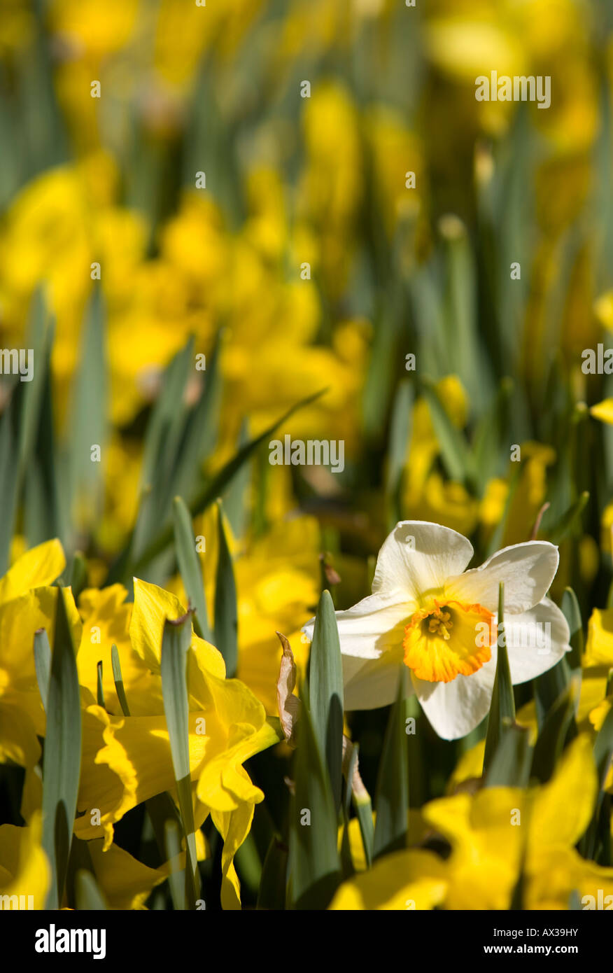 Single white narcissus flower blooming amongst yellow ones Stock Photo