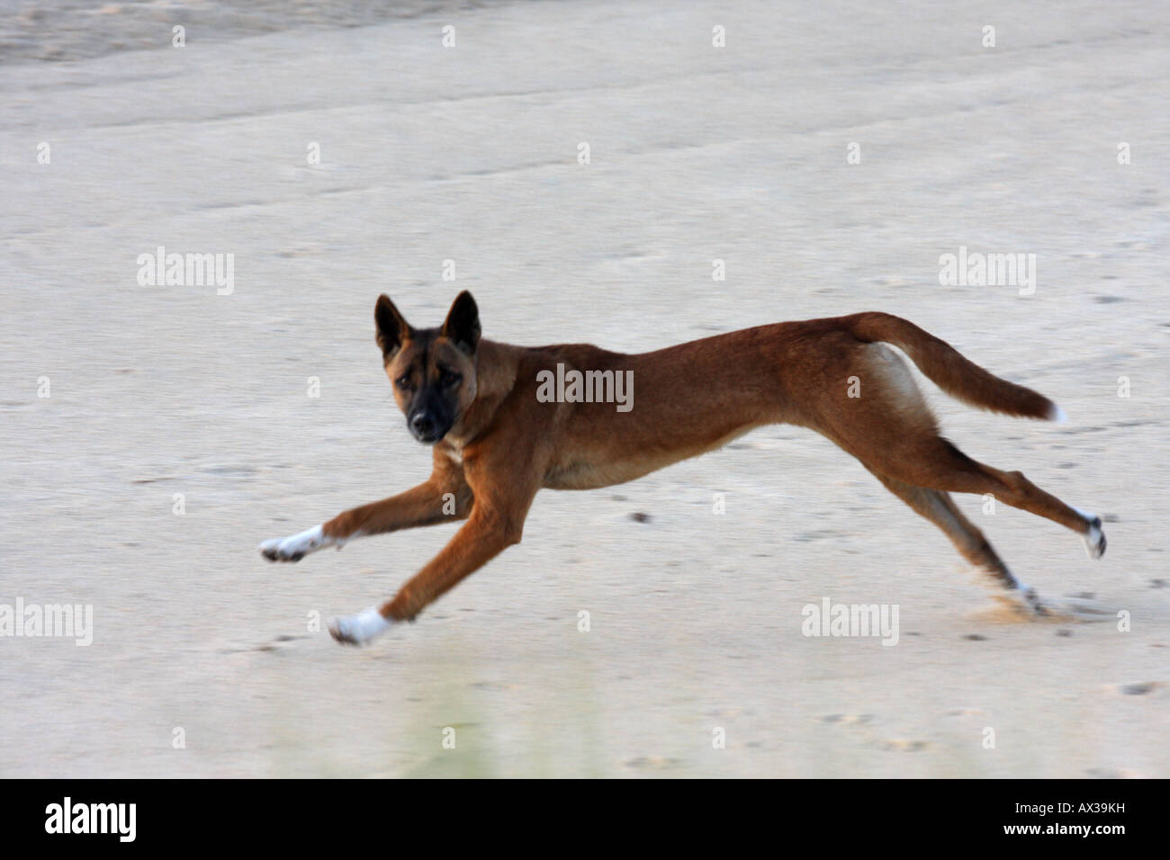 Dingo, canis lupus dingo, single pure-bred adult running on a beach Stock  Photo - Alamy