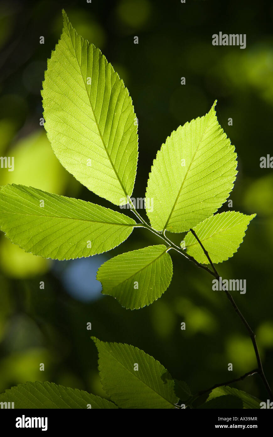 American Elm leafs Stock Photo