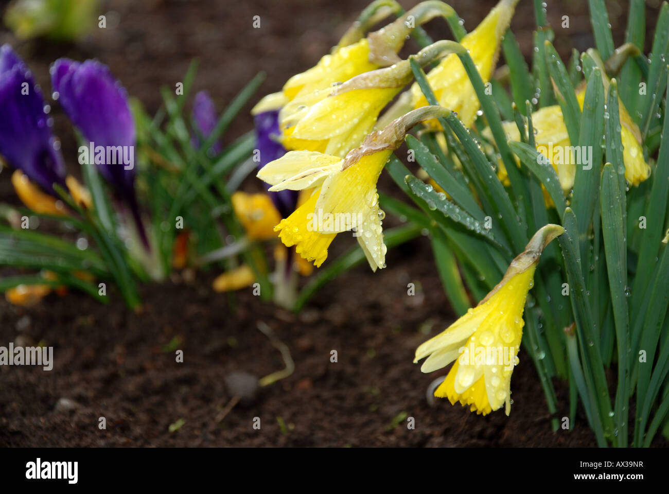 daffodil and crocus Stock Photo Alamy