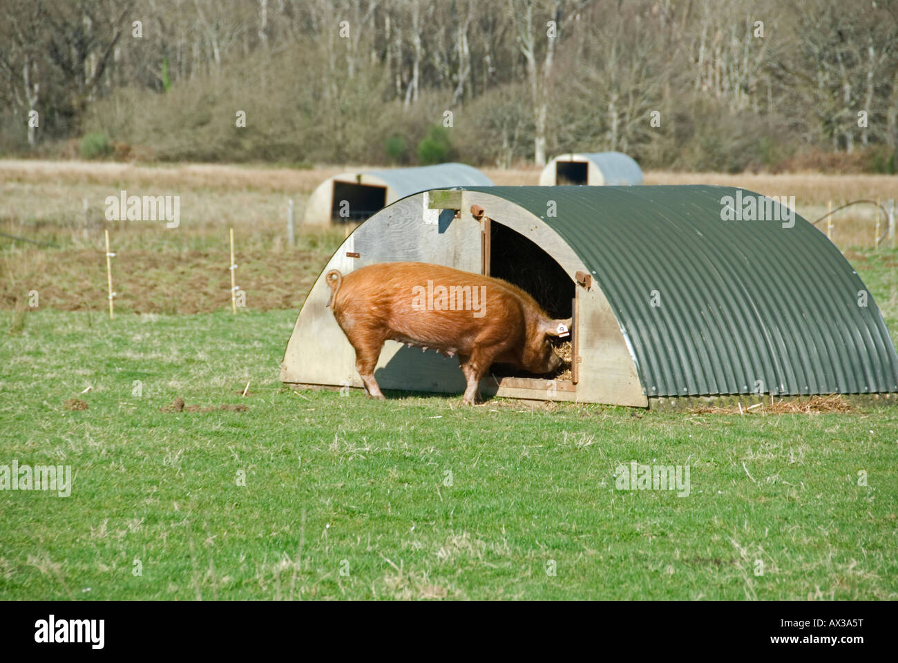 Stock photo of a Tamworth rare breed pig in a field next to her Pig arc The photo was taken in the Limousin region of France Stock Photo